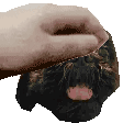 carinho